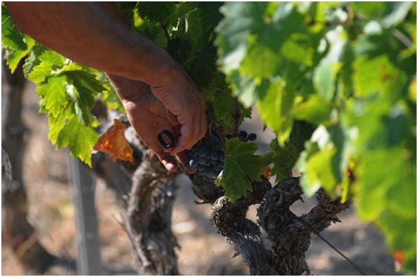 Domaines viticoles Bandol cultiver