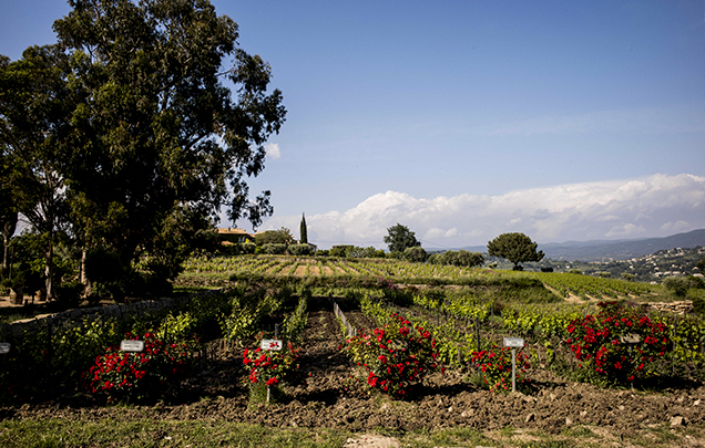 Visite domaine viticole Bandol moulin des costes
