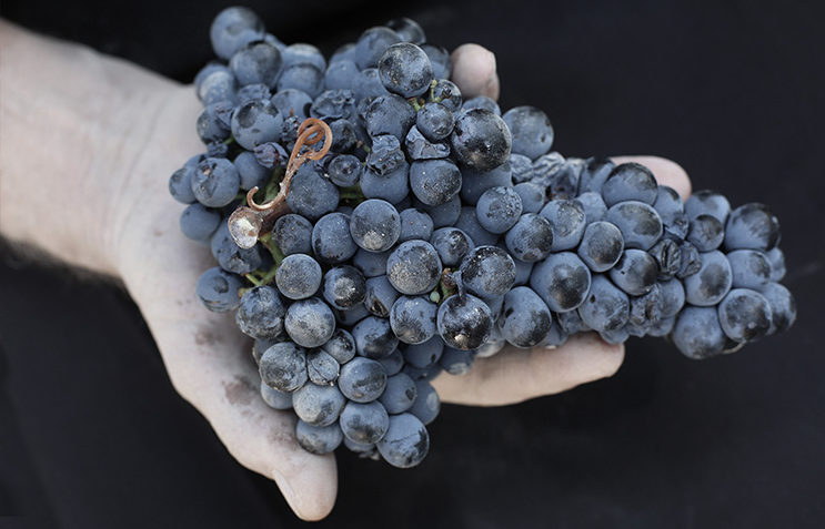 Domaines viticoles Bandol vinifier