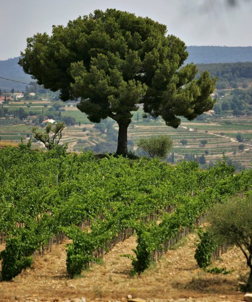Visite domaine viticole Bandol terroirs