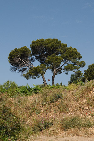 Vin de Bandol chênes