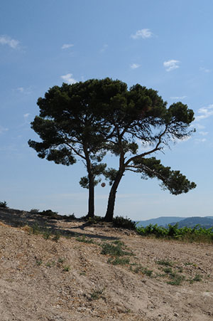 Vin de Bandol balade artistique